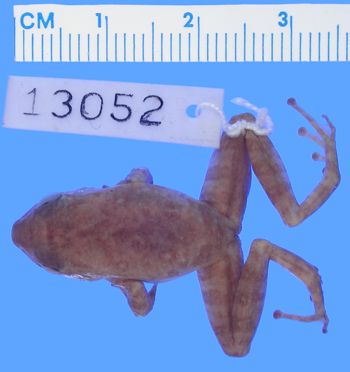 Media type: image; Herpetology A-13052